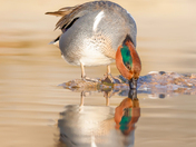 Green-winged teal 