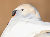 Swan
