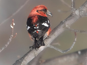 White-winged Crossbeak