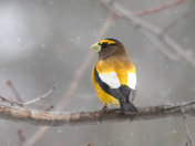 Evening Grosbeak