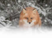 Redfox