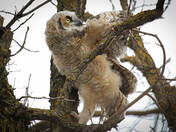 Great Horned Owl (fledged)