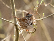 Song Sparrow on the sunny day