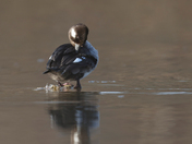 Bufflehead couple 