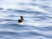 Male bufflehead playtime
