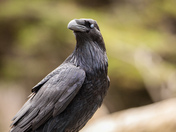 West Coast Raven