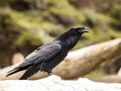 West Coast Raven
