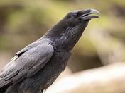 West Coast Raven