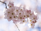 Cherry Blossoms 