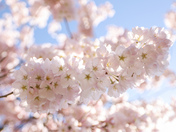 Cherry Blossoms 
