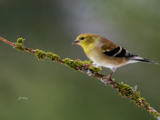 American goldfinch