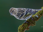 Pine siskin