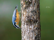 Red-breasted nuthatch