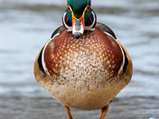 Mr Wood Duck in full plumage