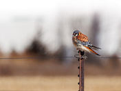 American Kestrel 