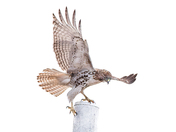 red-tailed hawk took off