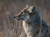 windy day with coyotes