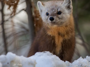 American marten