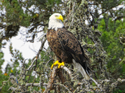 The Majestic Bald Eagle