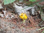 Yellow Mushroom!