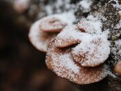 Snowy Mushrooms
