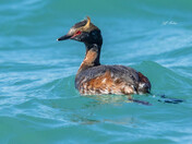 Horned grebe
