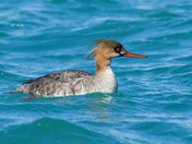 Female red-breasted merganser