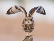 Short Eared Owl About to Launch
