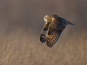 Short Eared Owl In Golden Hour Flight 