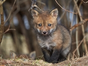 Cute Little Fox Kit 