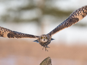 Short Eared Owl after Launch