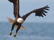 Bald Eagle In Flight