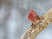 Purple Finch