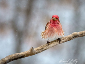 Purple Finch