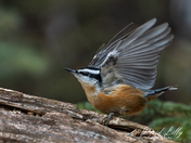 Red-breasted Nuthatch