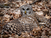 Barred Owl