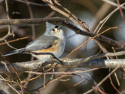 Tufted titmouse