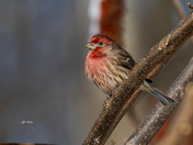 Male house finch