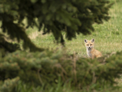 Fox Kitten
