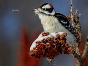 Downy woodpecker