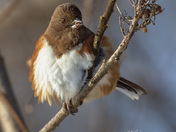 Eastern towhee