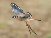 American kestrel 