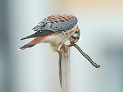 American kestrel 