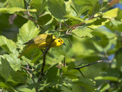 Yellow warbler