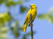 Yellow warbler