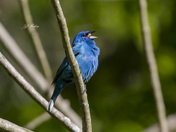 Indigo bunting