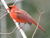 BOAS (Bird on a stick)