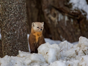 American marten