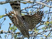 Cooper's Hawk take off - those talons