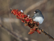 Dark-eyed junco